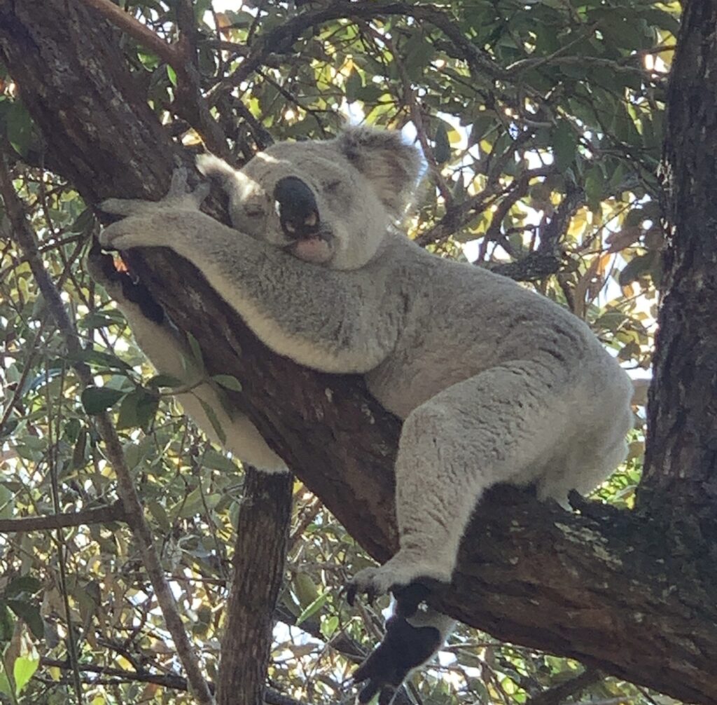 マグネティック島　コアラ　Magnetic Island koala
